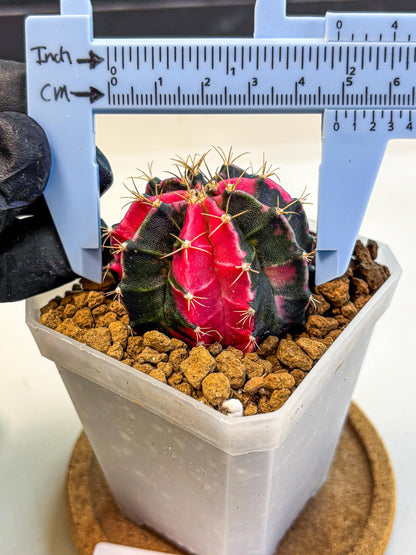 Gymnocalycium Pink Panther (gy19) (04) | Collectable Plant