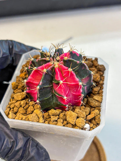 Gymnocalycium Pink Panther (gy19) (04) | Collectable Plant