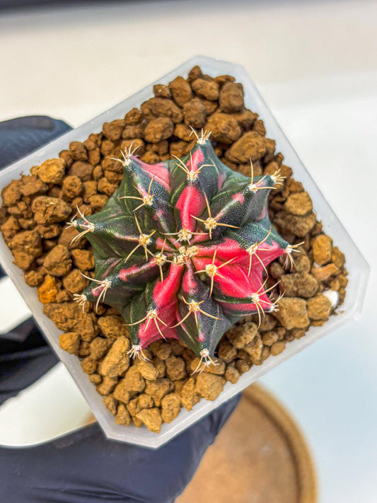 Gymnocalycium Pink Panther (gy19) (04) | Collectable Plant