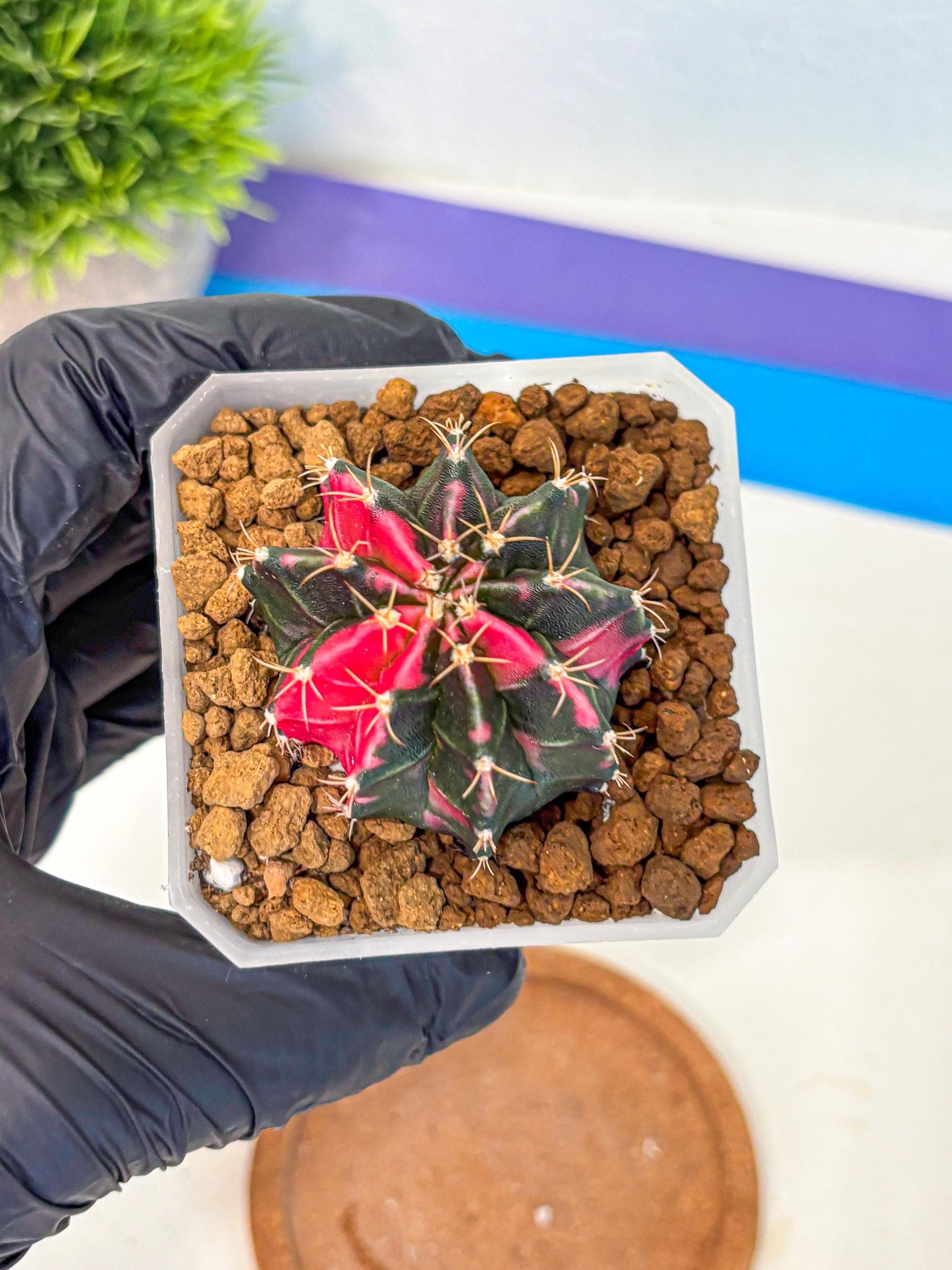 Gymnocalycium Pink Panther (gy19) (04) | Collectable Plant