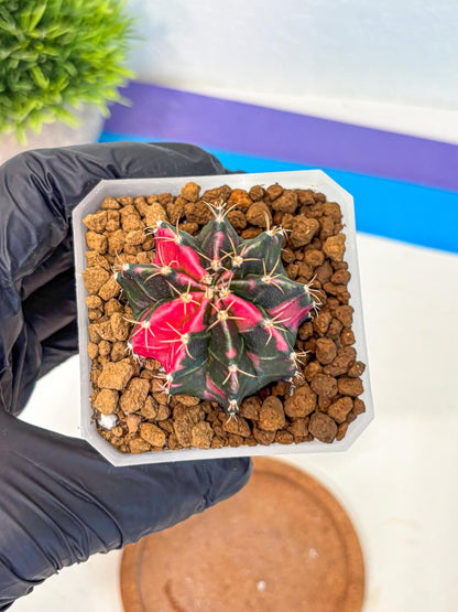 Gymnocalycium Pink Panther (gy19) (04) | Collectable Plant