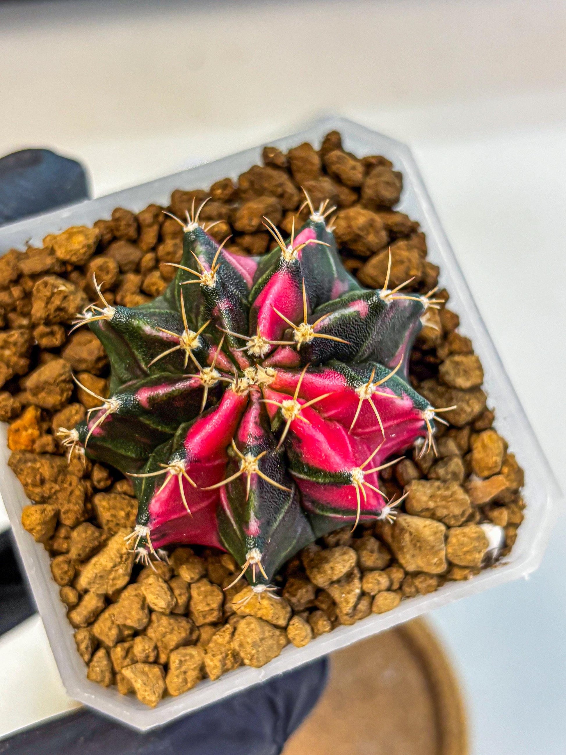Gymnocalycium Pink Panther (gy19) (04) | Collectable Plant