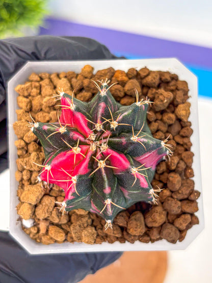 Gymnocalycium Pink Panther (gy19) (04) | Collectable Plant