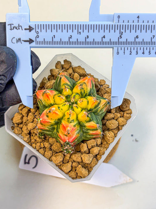 Gymnocalycium T31115 (gy19) (05) | Collectable Plant