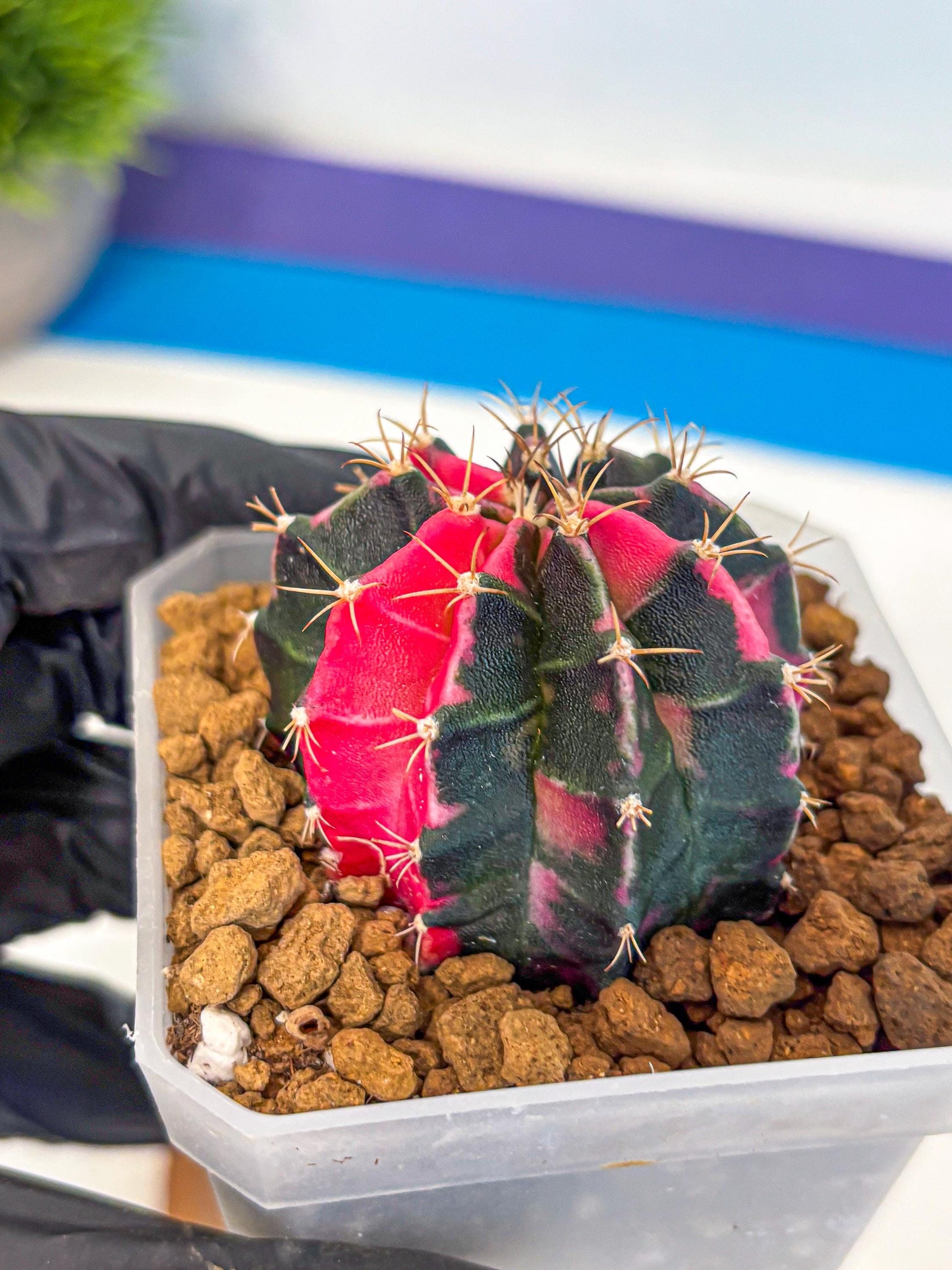 Gymnocalycium Pink Panther (gy19) (04) | Collectable Plant
