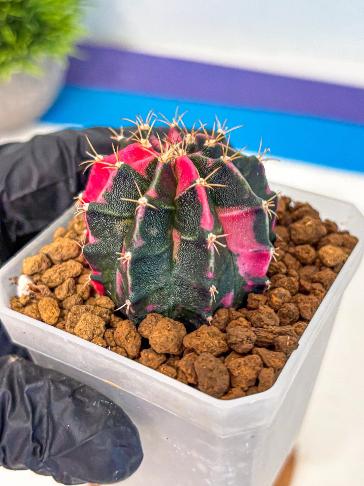 Gymnocalycium Pink Panther (gy19) (04) | Collectable Plant