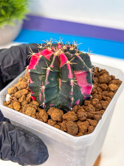 Gymnocalycium Pink Panther (gy19) (04) | Collectable Plant