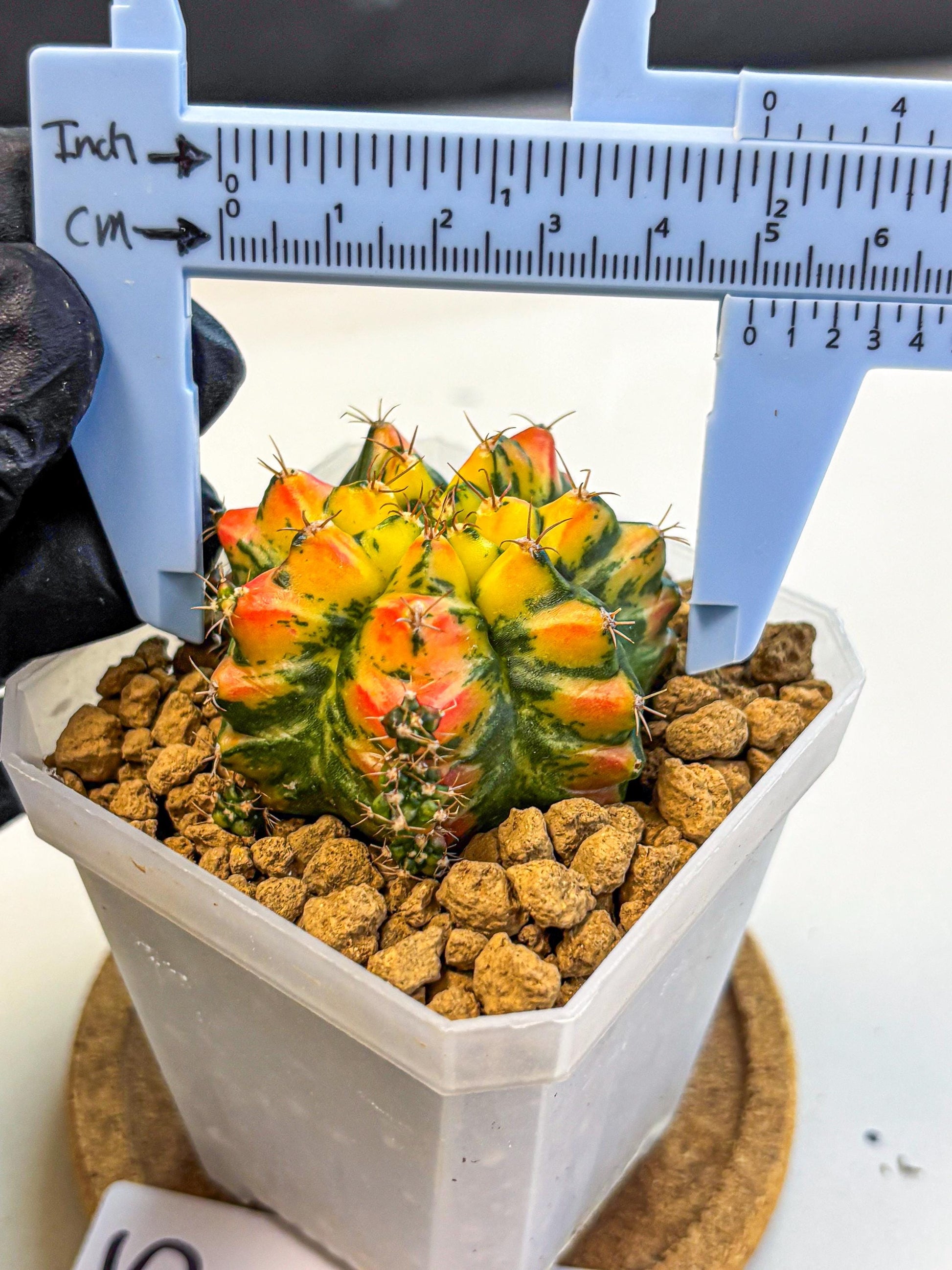 Gymnocalycium T31115 (gy19) (05) | Collectable Plant