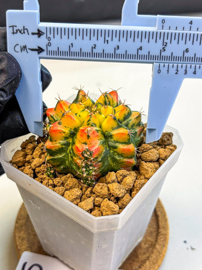 Gymnocalycium T31115 (gy19) (05) | Collectable Plant