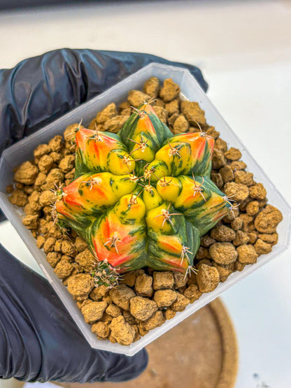 Gymnocalycium T31115 (gy19) (05) | Collectable Plant