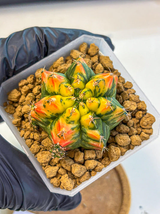 Gymnocalycium T31115 (gy19) (05) | Collectable Plant