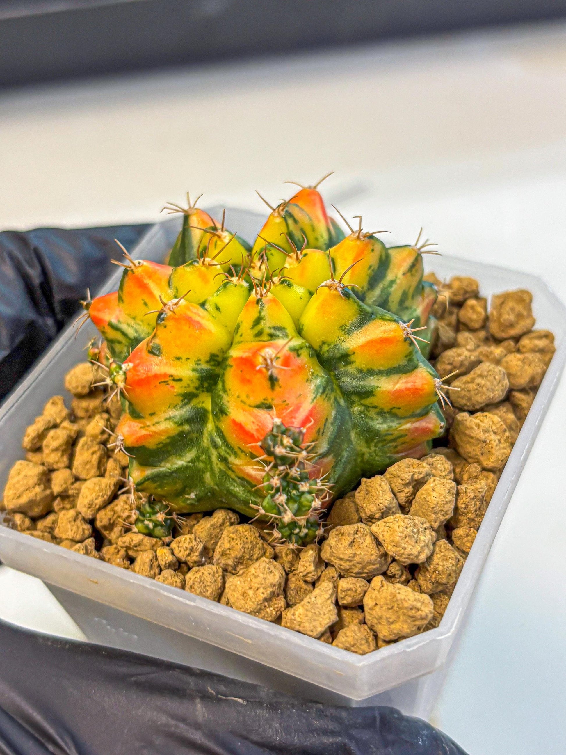 Gymnocalycium T31115 (gy19) (05) | Collectable Plant