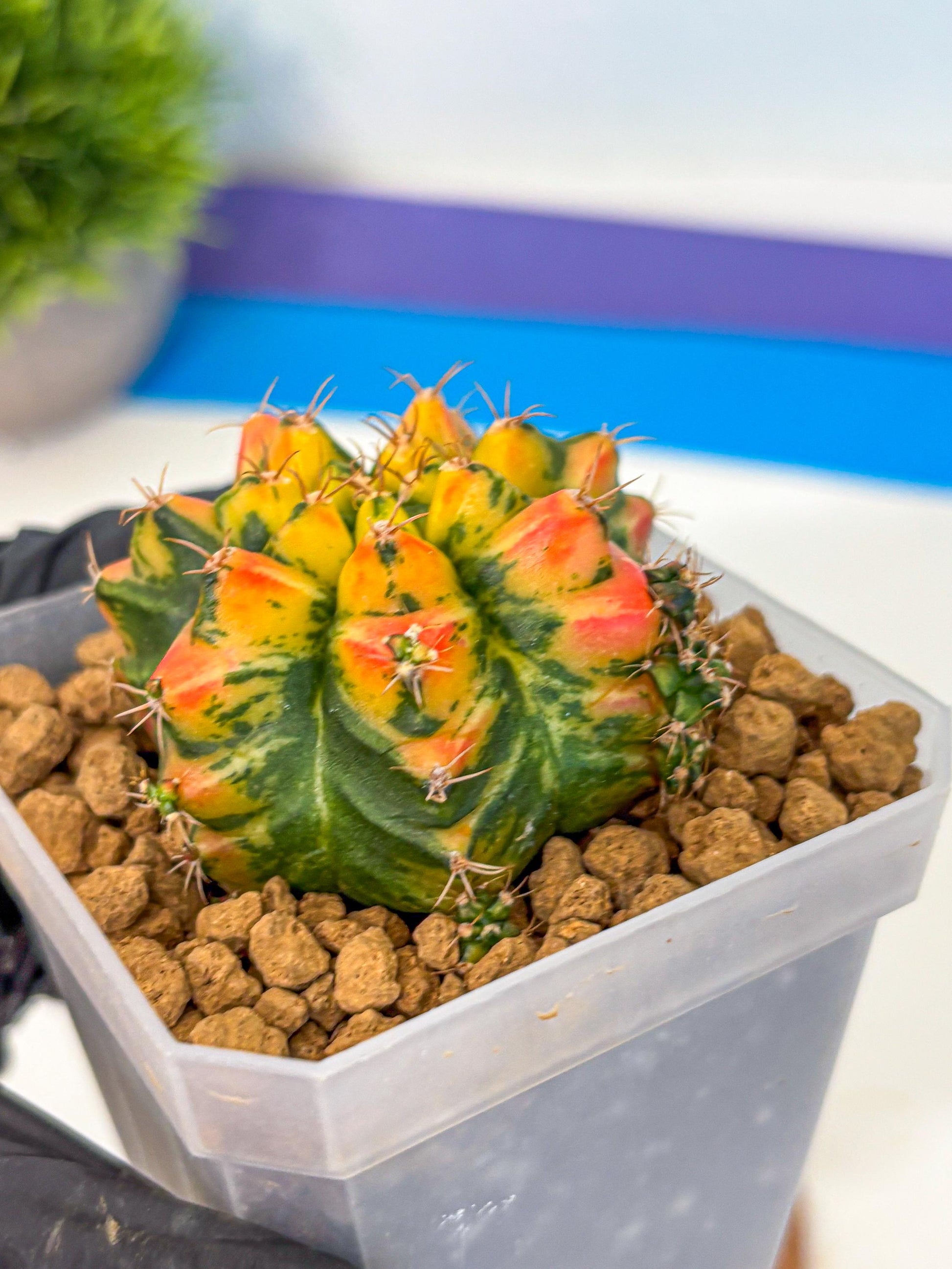 Gymnocalycium T31115 (gy19) (05) | Collectable Plant