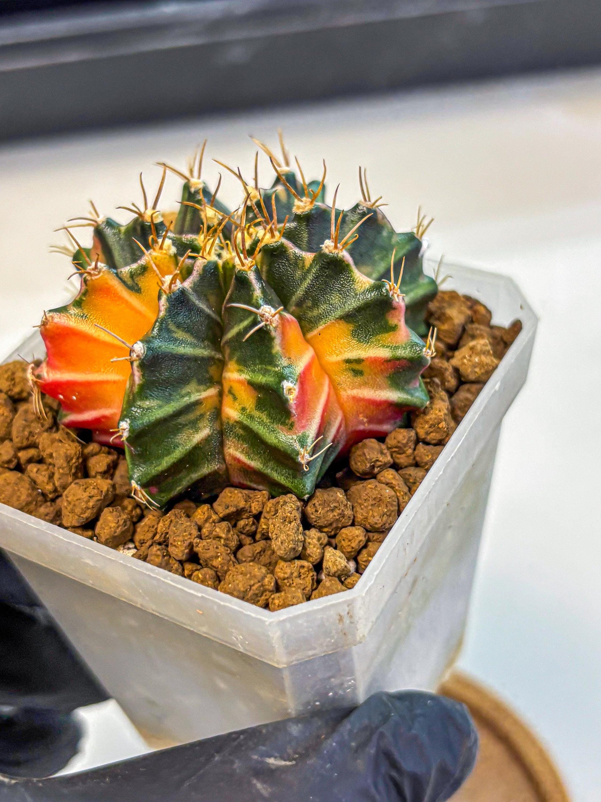 Gymnocalycium Orose (gy19) (07) | Collectable Plant