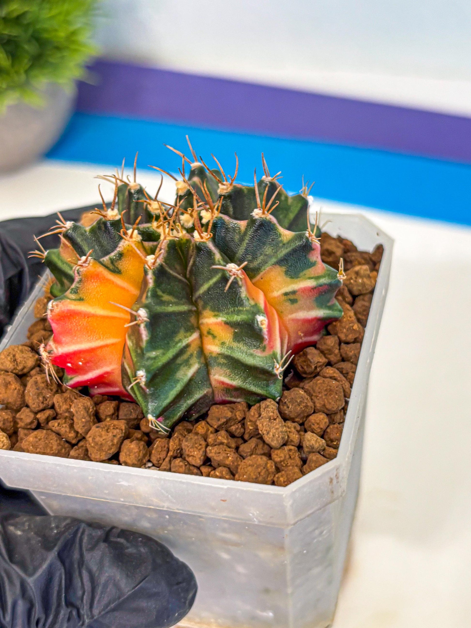 Gymnocalycium Orose (gy19) (07) | Collectable Plant