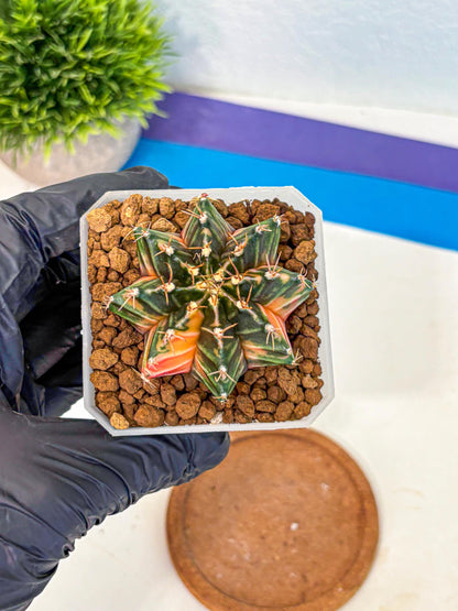 Gymnocalycium Orose (gy19) (07) | Collectable Plant
