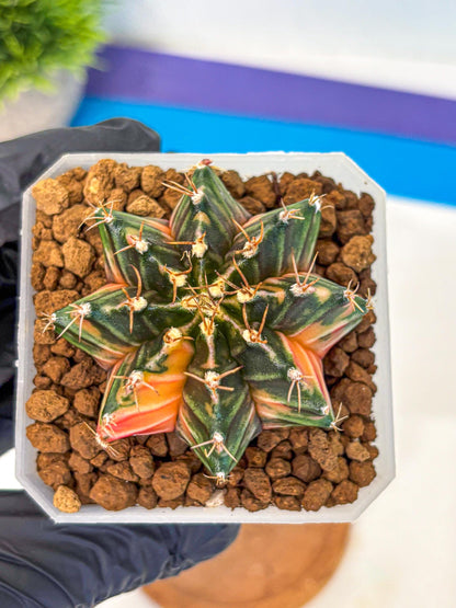 Gymnocalycium Orose (gy19) (07) | Collectable Plant