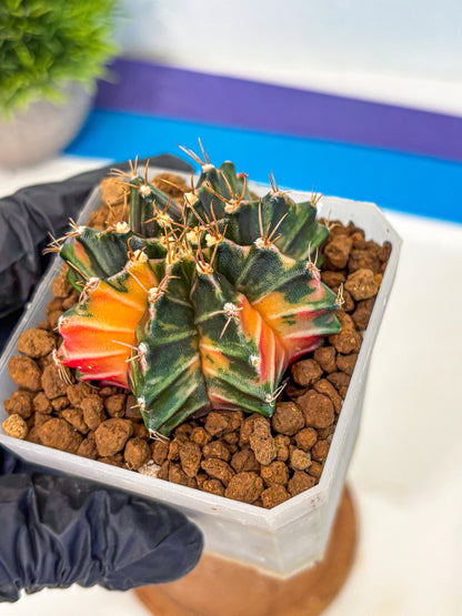 Gymnocalycium Orose (gy19) (07) | Collectable Plant