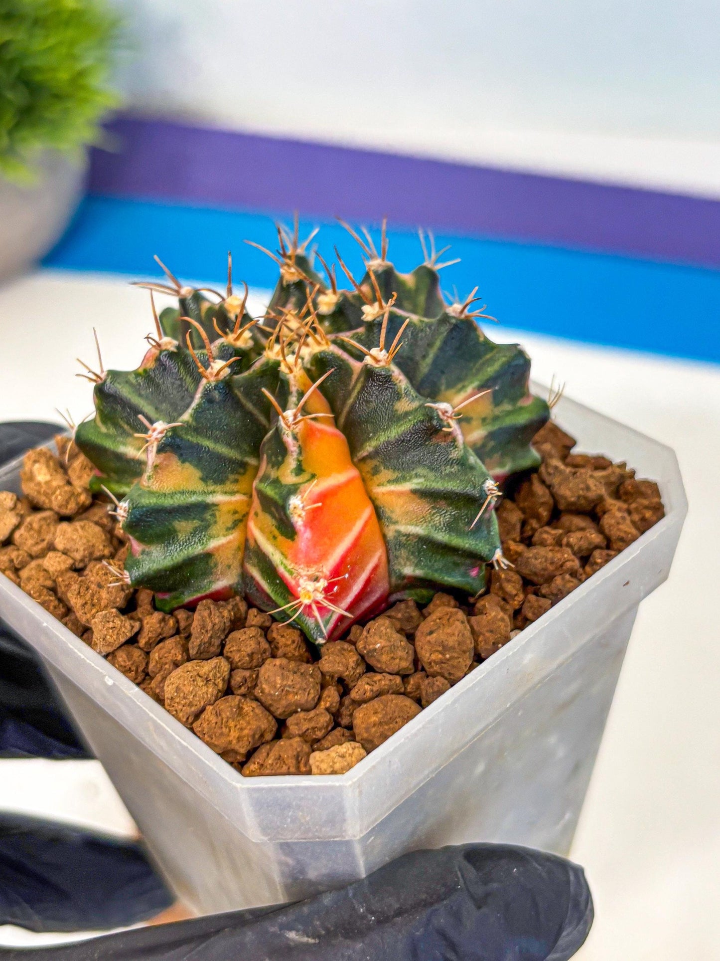 Gymnocalycium Orose (gy19) (07) | Collectable Plant
