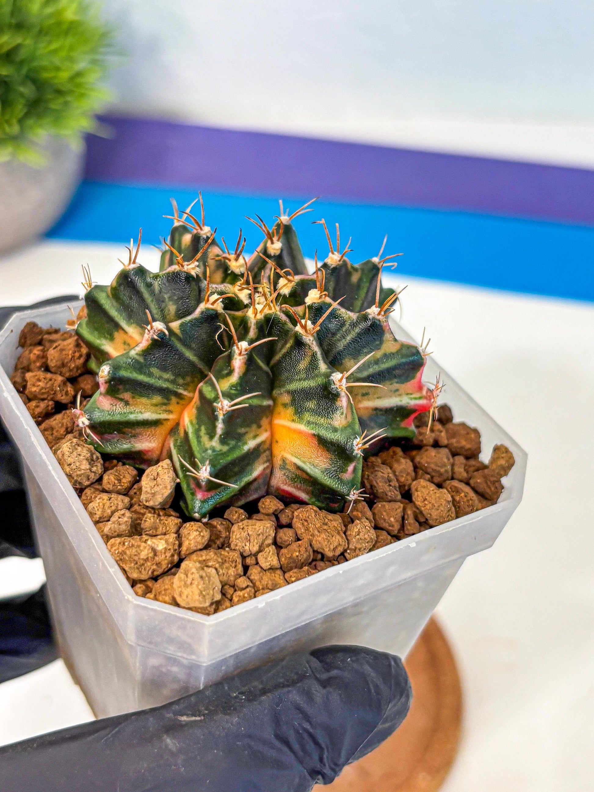 Gymnocalycium Orose (gy19) (07) | Collectable Plant