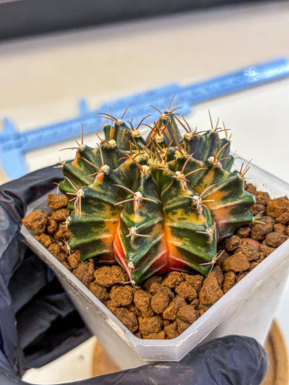Gymnocalycium Orose (gy19) (08) | Collectable Plant