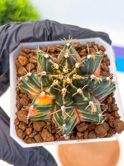 Gymnocalycium Orose (gy19) (08) | Collectable Plant