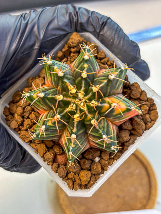 Gymnocalycium Orose (gy19) (08) | Collectable Plant