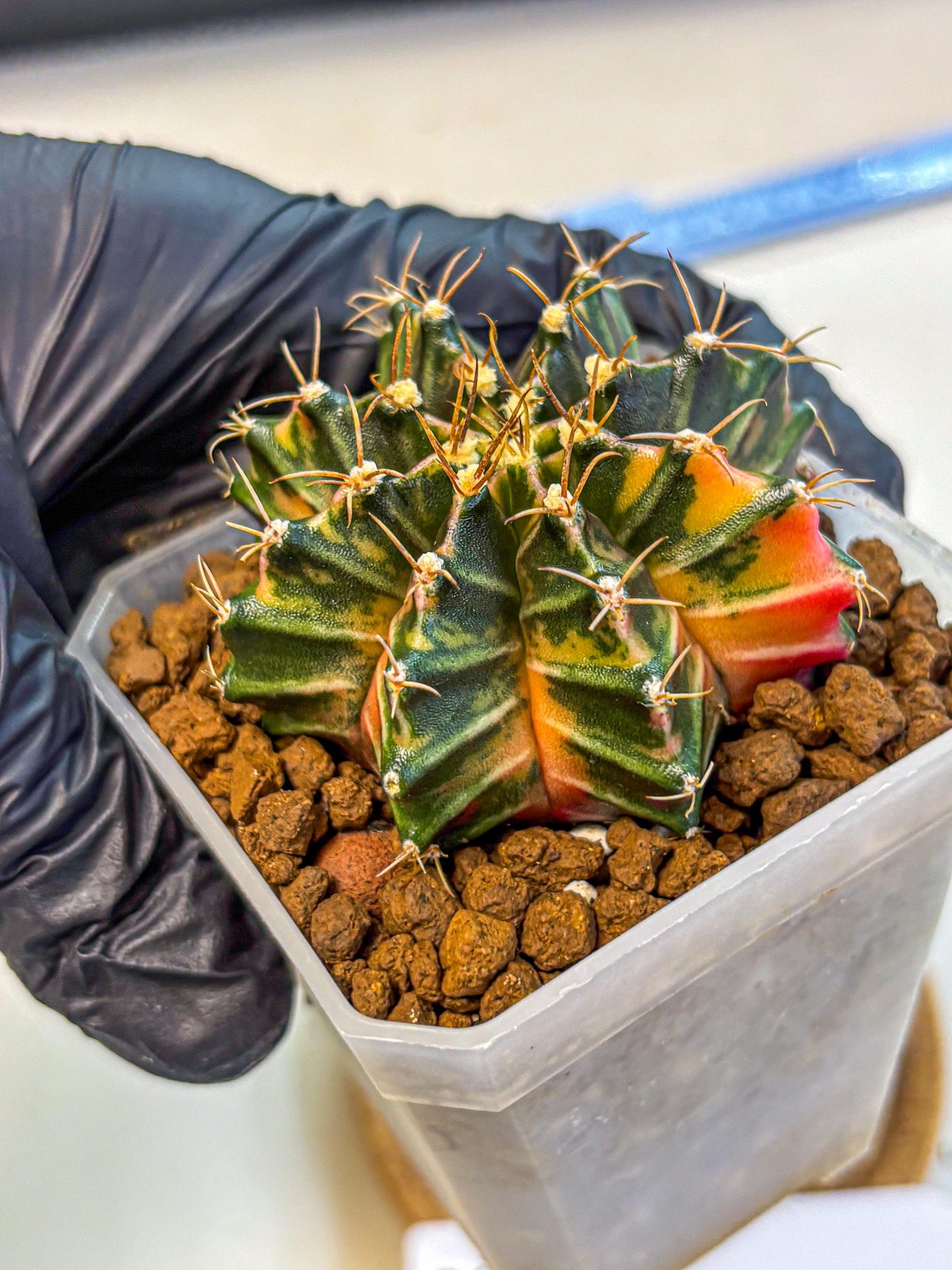Gymnocalycium Orose (gy19) (08) | Collectable Plant