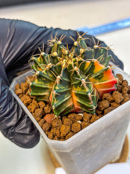 Gymnocalycium Orose (gy19) (08) | Collectable Plant