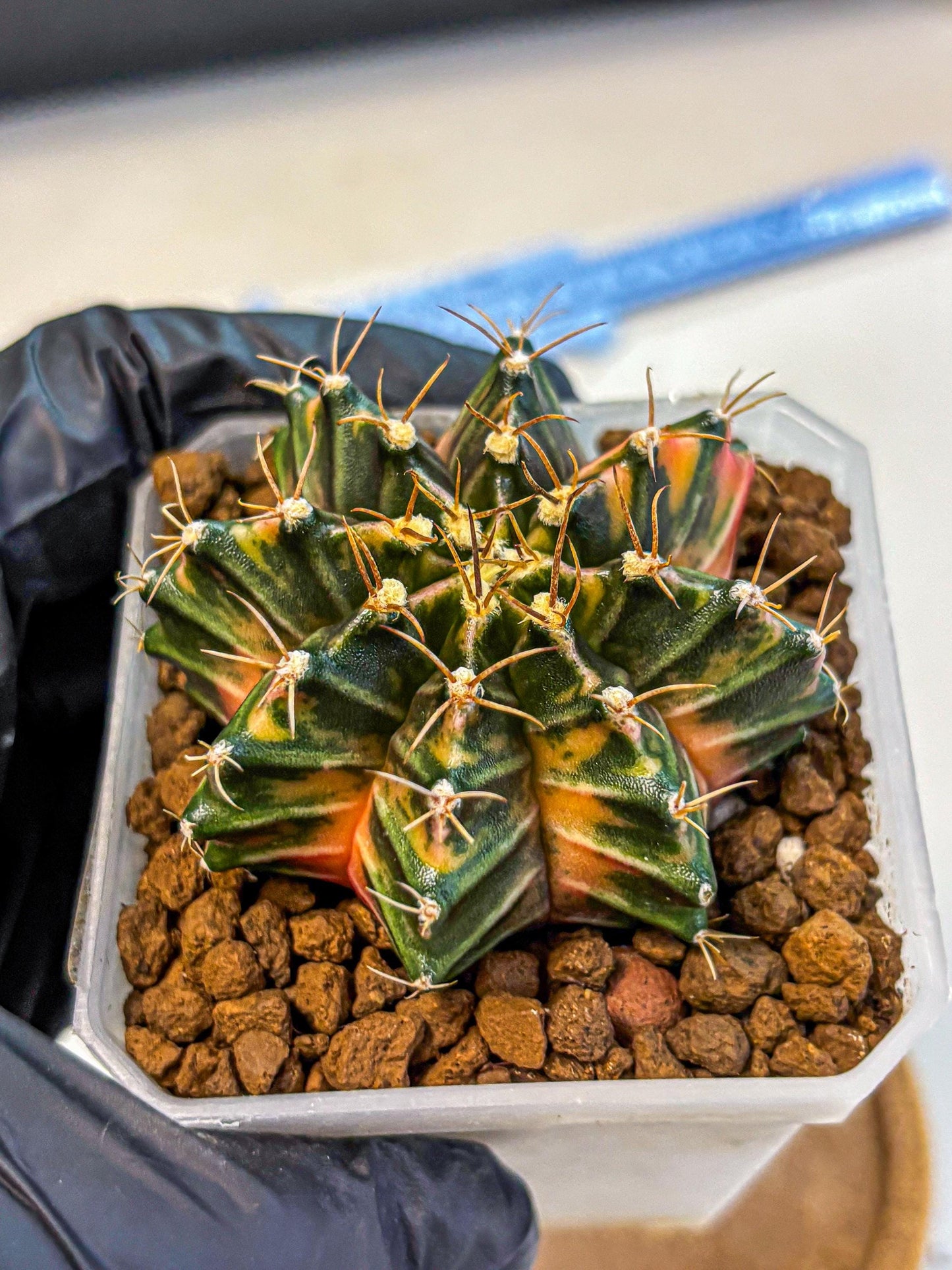 Gymnocalycium Orose (gy19) (08) | Collectable Plant