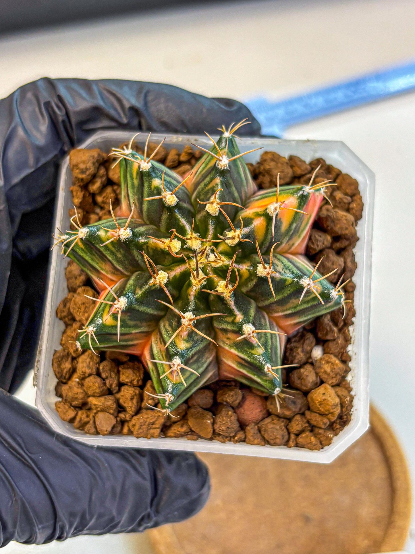 Gymnocalycium Orose (gy19) (08) | Collectable Plant