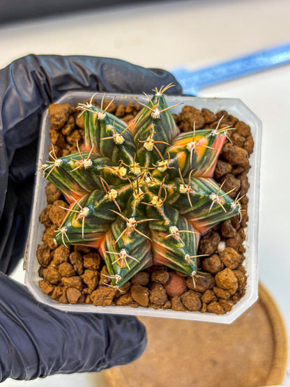 Gymnocalycium Orose (gy19) (08) | Collectable Plant