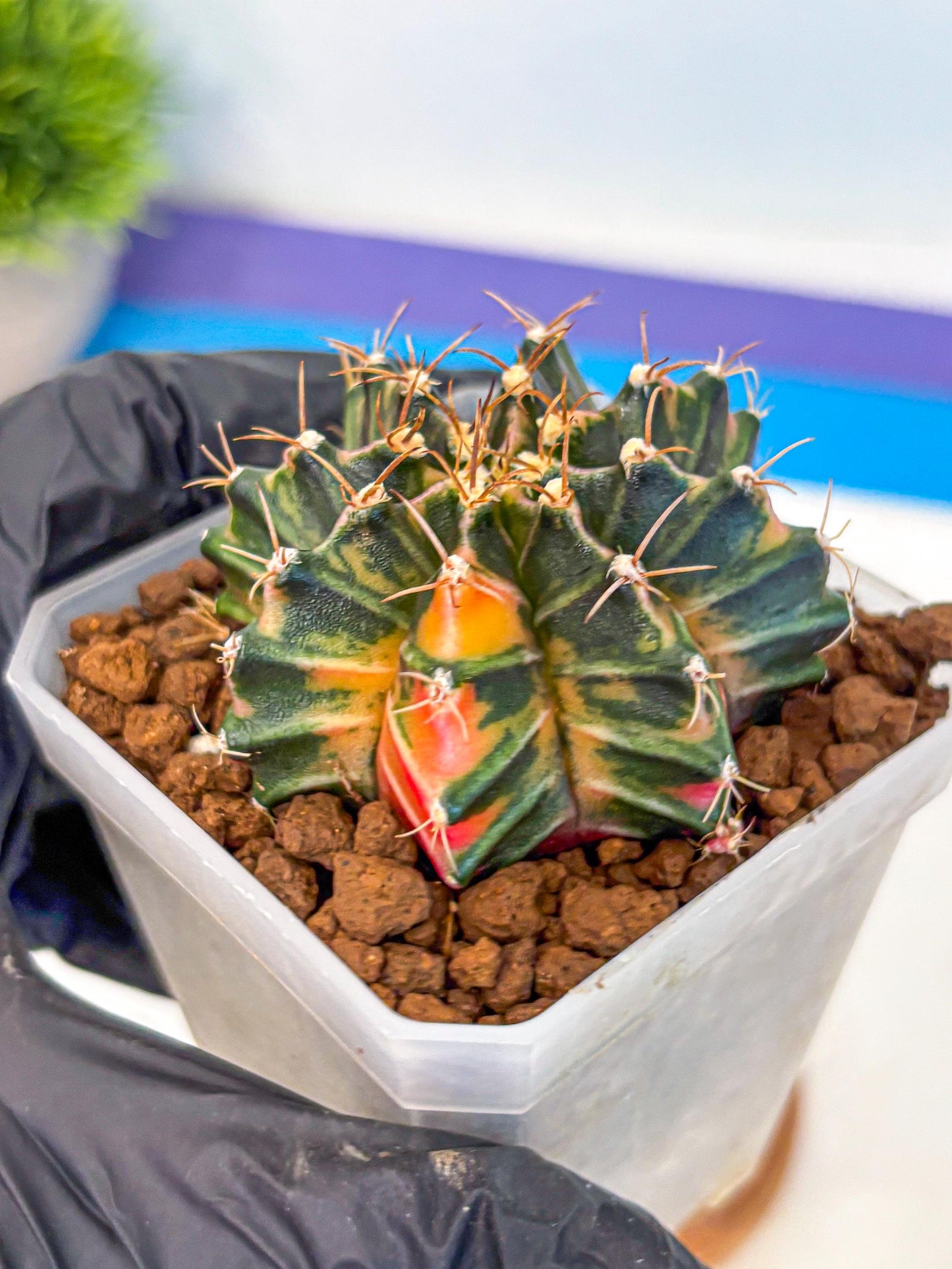 Gymnocalycium Orose (gy19) (08) | Collectable Plant