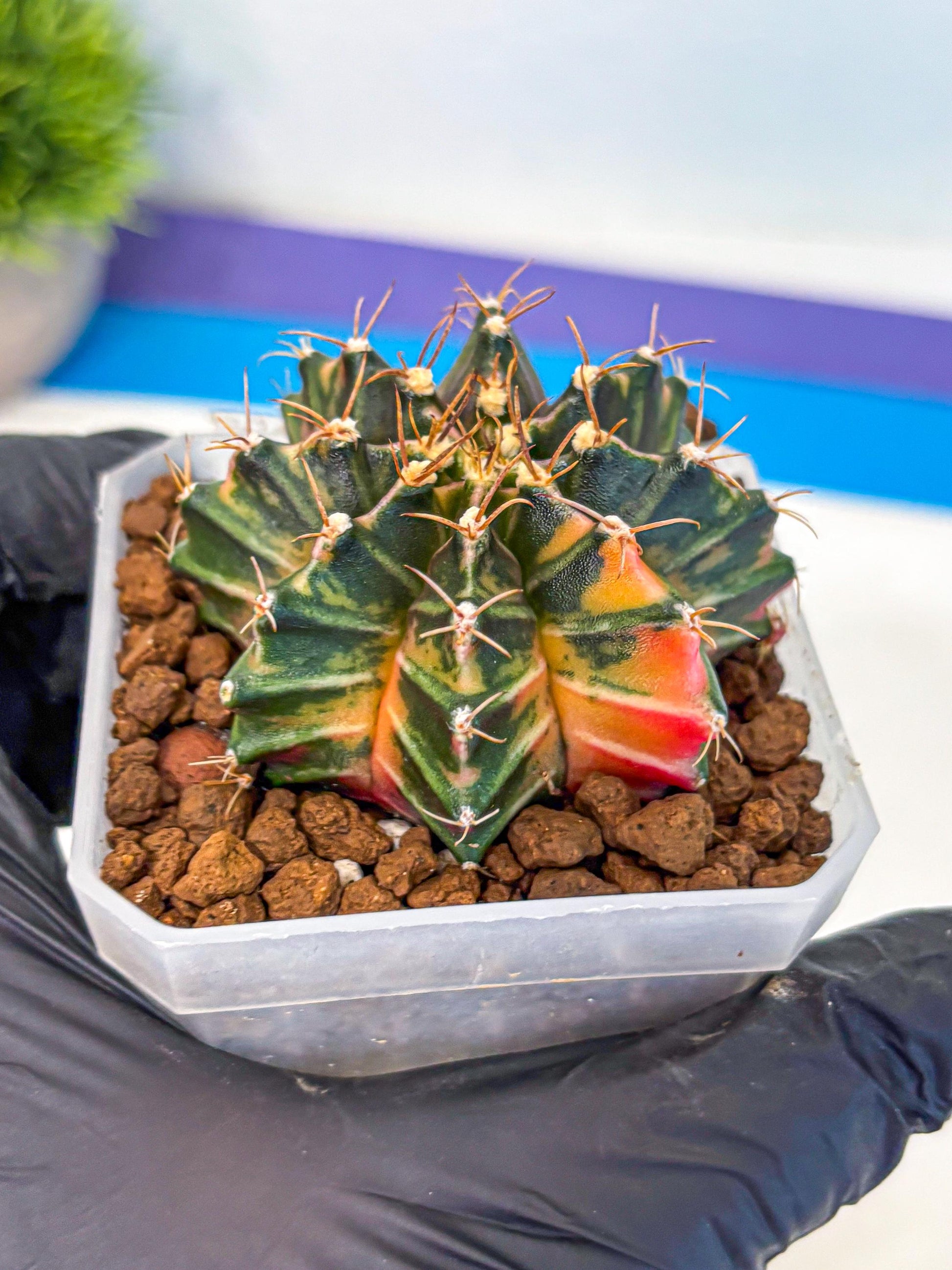 Gymnocalycium Orose (gy19) (08) | Collectable Plant