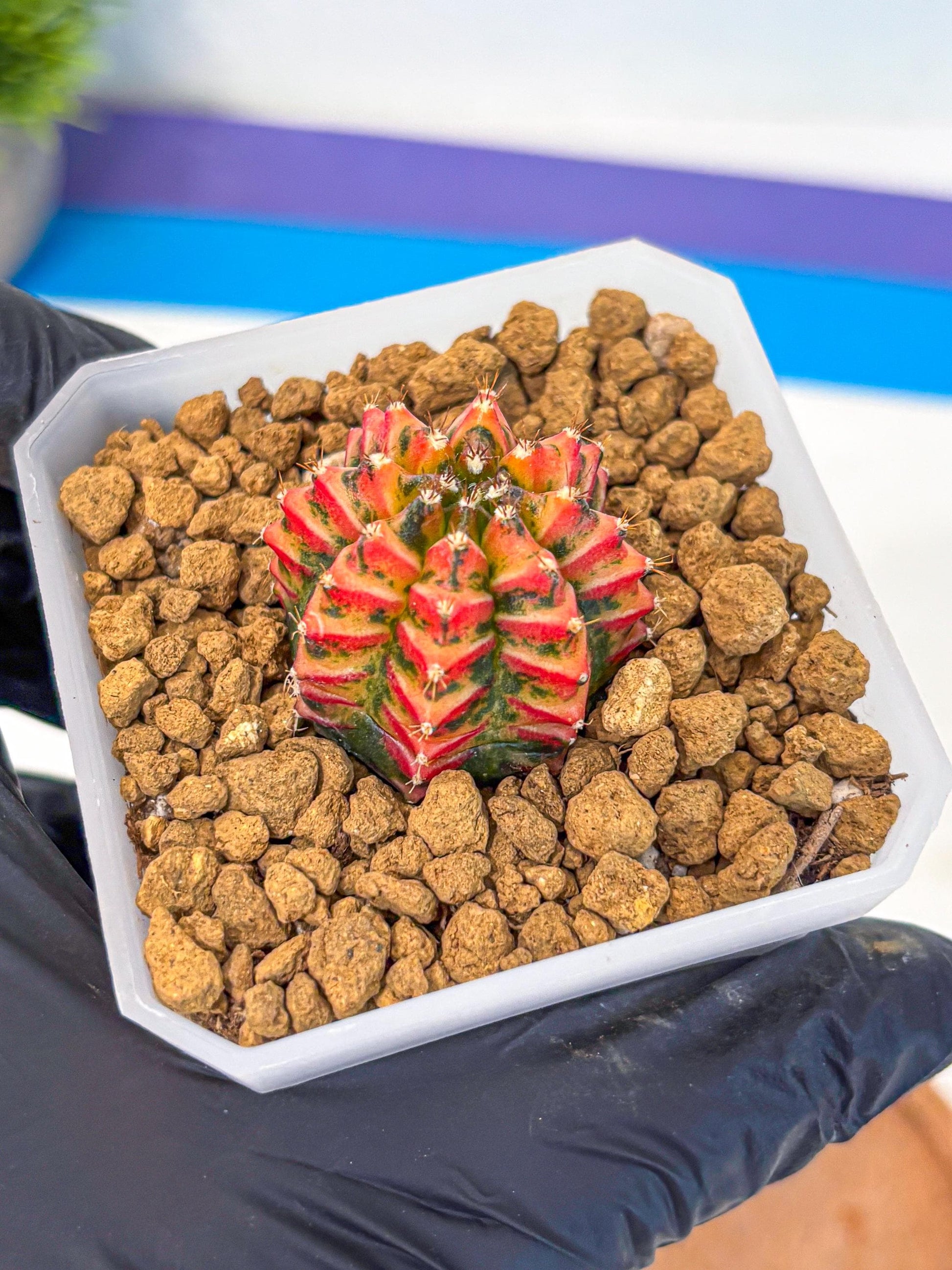 Gymnocalycium Vit.C (gy19) (12) | Collectable Plant