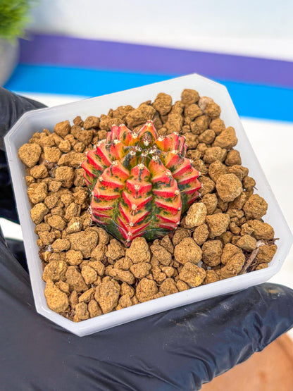 Gymnocalycium Vit.C (gy19) (12) | Collectable Plant