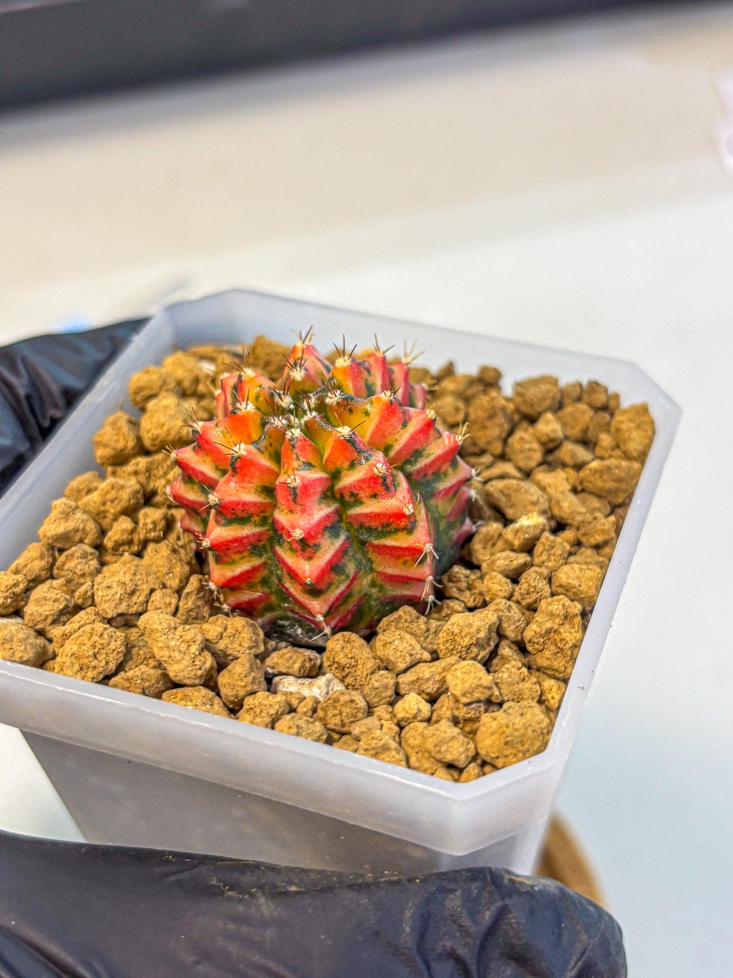 Gymnocalycium Vit.C (gy19) (12) | Collectable Plant