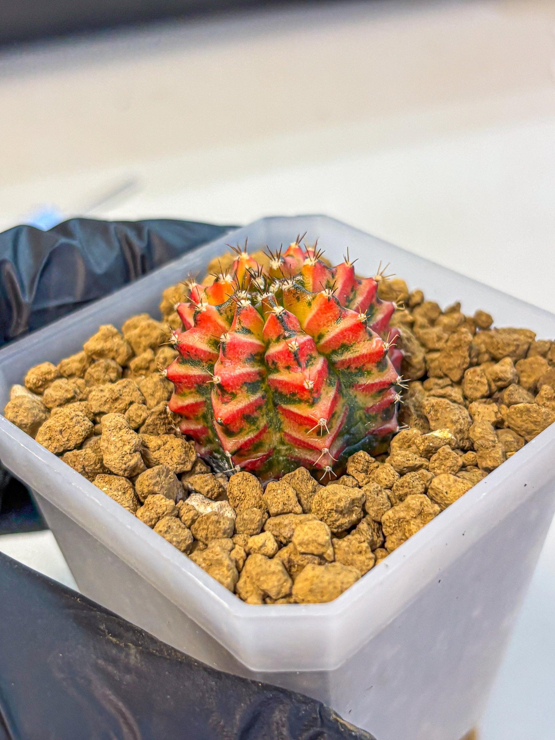Gymnocalycium Vit.C (gy19) (12) | Collectable Plant