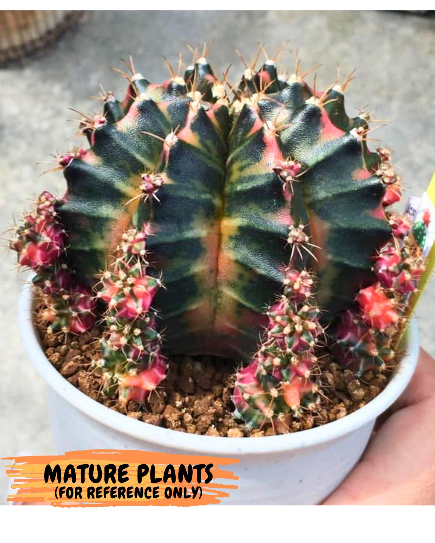 Gymnocalycium Orose (gy19) (07) | Collectable Plant