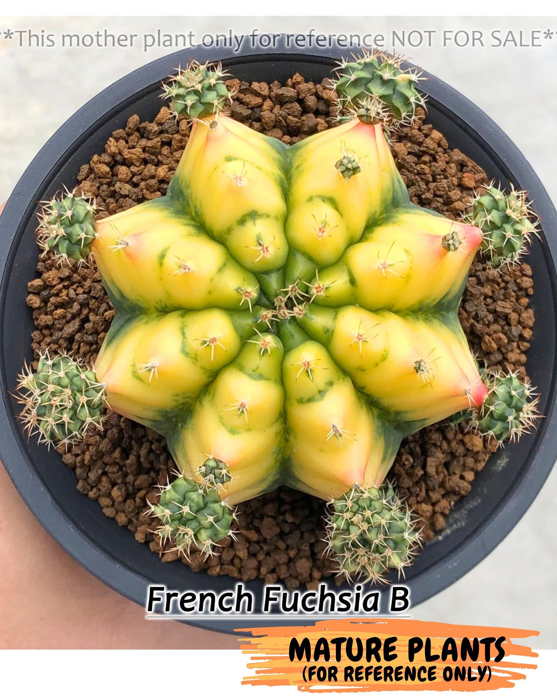 Gymnocalycium French Fuchsia B (gy19) (01) | Collectable Plant