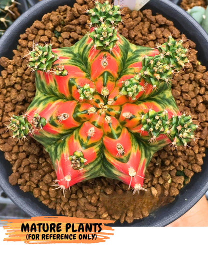 Gymnocalycium T31115 (gy19) (05) | Collectable Plant