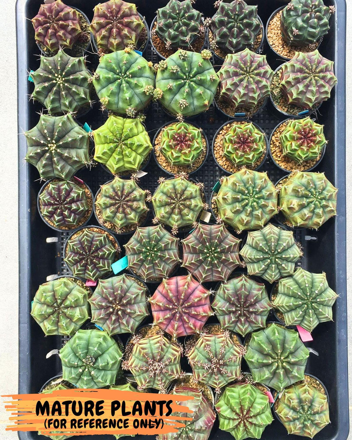 Gymnocalycium Aas DayDream (gy20) (bb) | Rare Hybrids