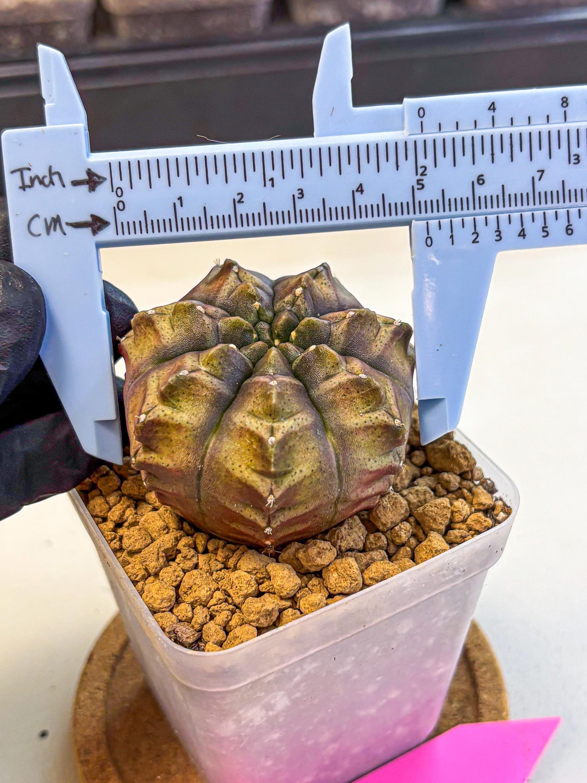 Gymnocalycium Aas DayDream (gy20) (pp) | Rare Hybrids