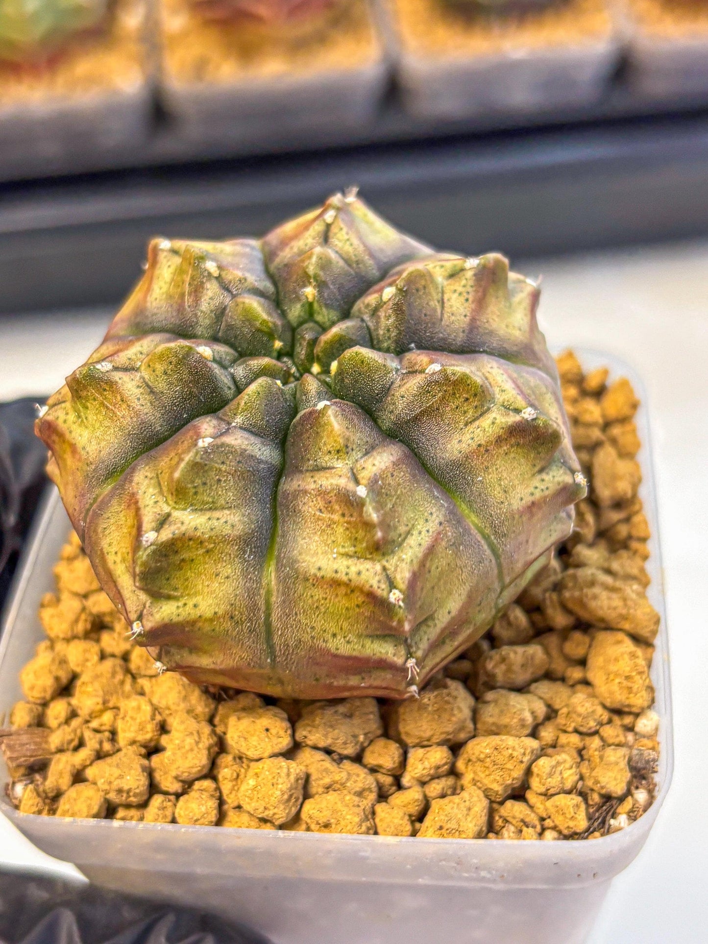 Gymnocalycium Aas DayDream (gy20) (pp) | Rare Hybrids