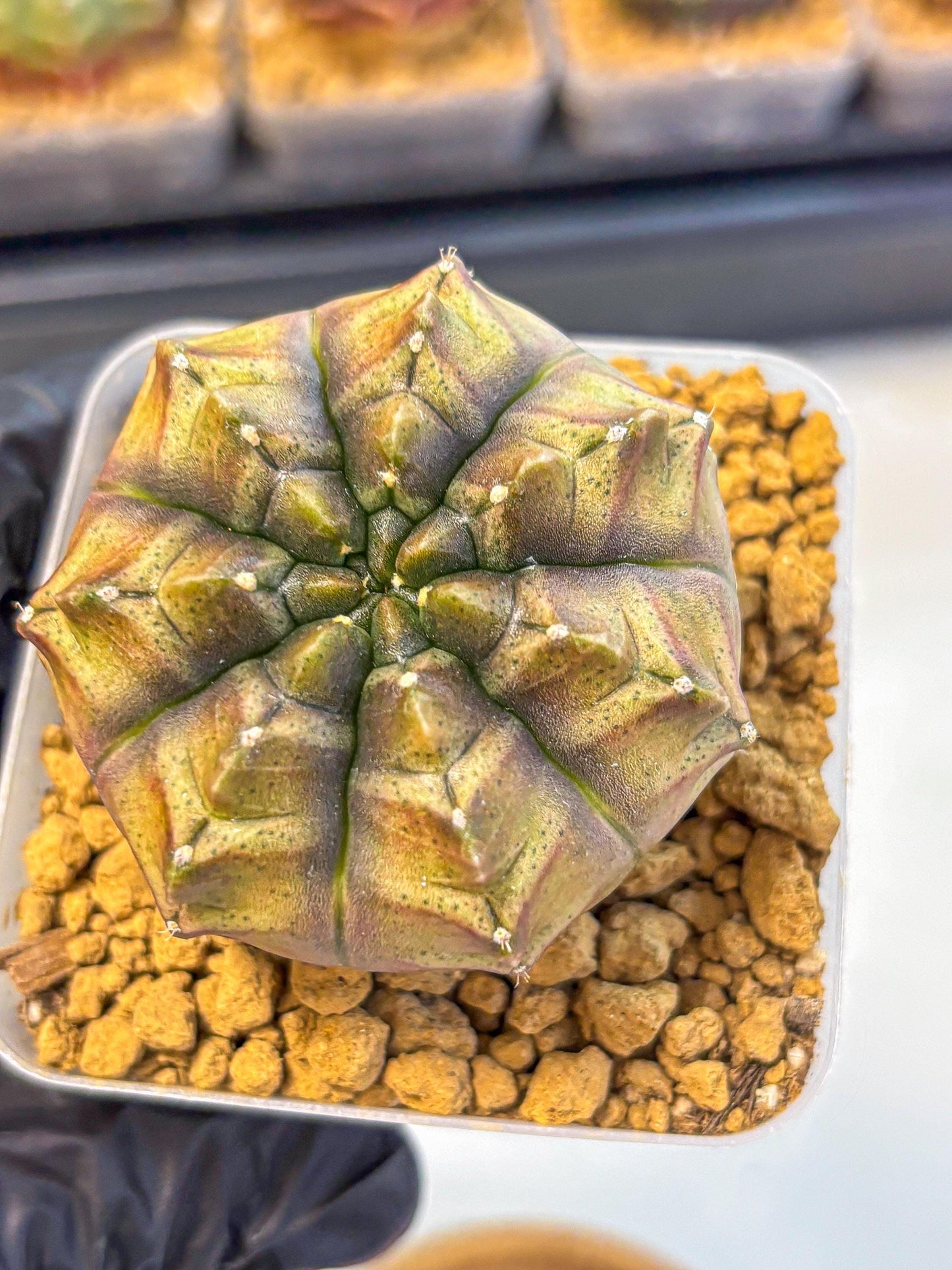 Gymnocalycium Aas DayDream (gy20) (pp) | Rare Hybrids