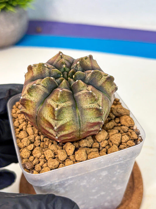 Gymnocalycium Aas DayDream (gy20) (pp) | Rare Hybrids