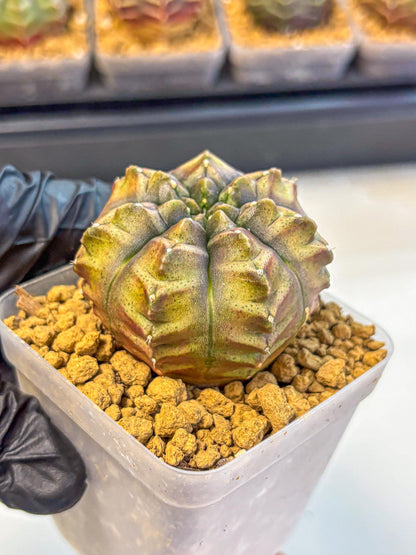 Gymnocalycium Aas DayDream (gy20) (pp) | Rare Hybrids