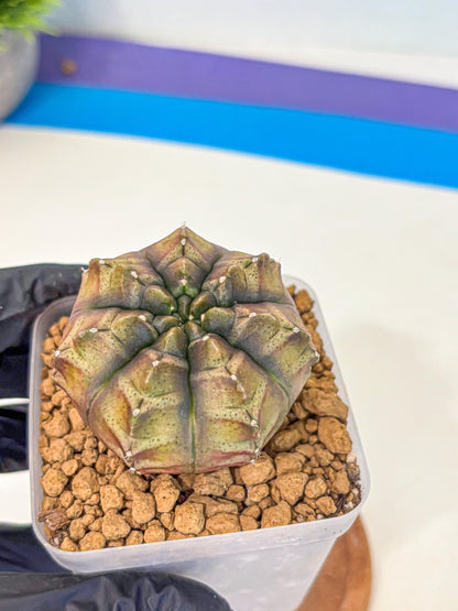 Gymnocalycium Aas DayDream (gy20) (pp) | Rare Hybrids