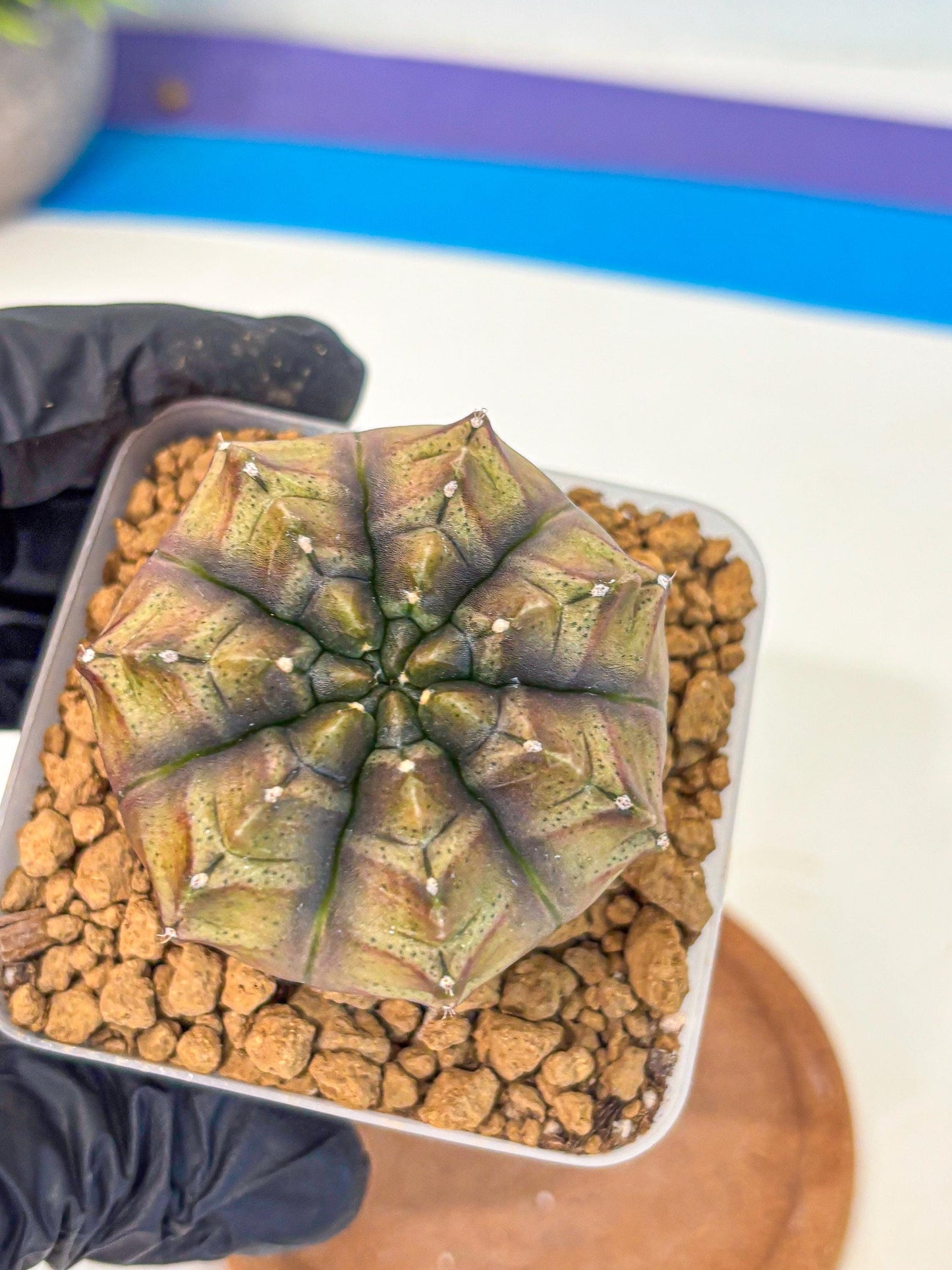 Gymnocalycium Aas DayDream (gy20) (pp) | Rare Hybrids