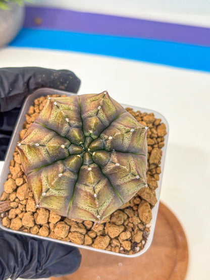 Gymnocalycium Aas DayDream (gy20) (pp) | Rare Hybrids